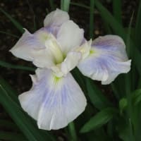 城北公園菖蒲園　