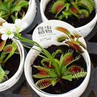 ハエトリソウの花