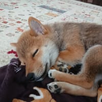 パパラッチとストーカー、柴犬との生活
