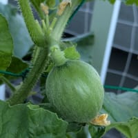 今朝の収穫
