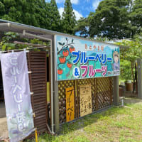 吉野鶏めし食堂（大分市吉野）