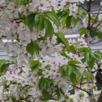 桜はやっぱりソメイヨシノ