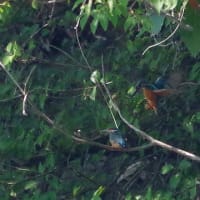 於大公園 ： 野鳥 ・ 翡翠 ・ カワセミ・・・フリー素材ブログ　カワセミ