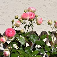 バラ（エデンクライマー）