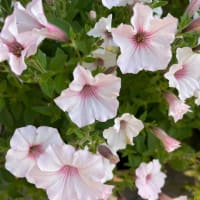 近所の花