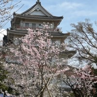 やっと咲いた！