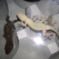我が家のヤモさん達