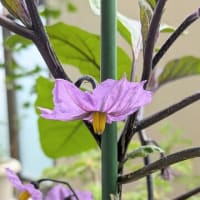可愛い野菜
