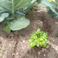 ルバーブ苗植えます