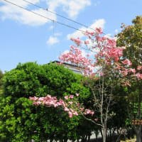 2025.05.08（木）薬屋長い