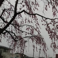 仙台の空、6年4月9日、火曜日