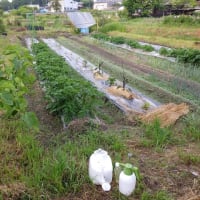 "きまぐれ菜園”の徒然日記【今年こそは！と捕らぬ狸の皮算用中】