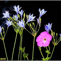 image4226　トリテレイア