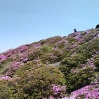 高千穂峰－二子石（霧島山系）のミヤマキリシマ