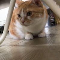うちのねこさん