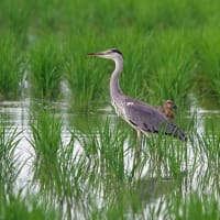 鳥たちの姿は