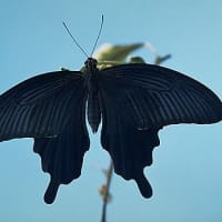 「自転車屋の生き物歳時記」！！「クロアゲハ」！！