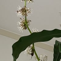ドラセナ（幸福の木）の花の続報