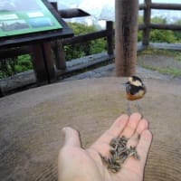 散歩で里山へ行けば・・・山あり谷あり