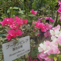広島植物公園観光