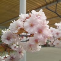 小郡桜