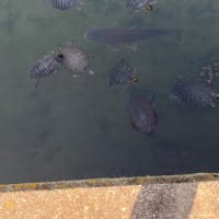 鯉と亀の競泳