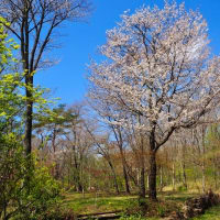 山桜のある家