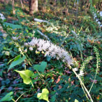 コチア ダイヤモンドダスト お花や日々の出来事を
