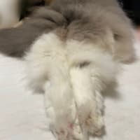 セクシーショット