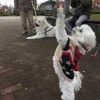 5月３１日　ヴェラック看板犬ナナの夢☆ありがとうございました🙇