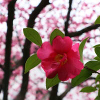 桜だより IN 京都・淀