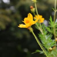 散歩道　タカラデランタの花たち　　33