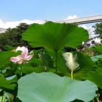 今年初めてのオオガハスの花