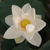 蓮の花の香り