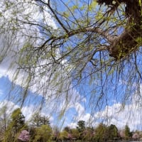 桜🌸常磐公園　　