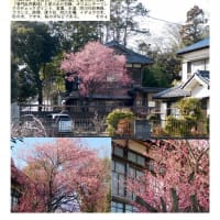 花巡り「梅－351」　幸手市中川崎付近②