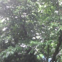 今日もダメか～