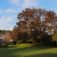 大きな庭付き一軒家のお宿: Margaret River Manorにて  〜by空倶楽部（二日遅れ）