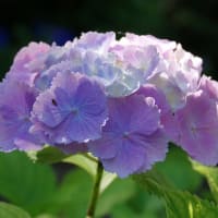 うす紫のあじさい　2025.06.19