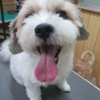 リッチ残念、、、お客様は、わんこが苦手なんだって（泣）