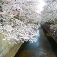４月桜が満開
