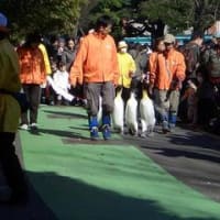 上野動物園でペンギンのウォーキングを見る