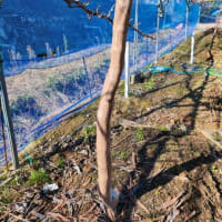 2025年1月の管理作業