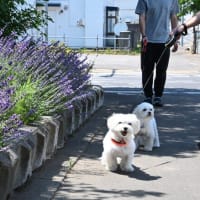 かん太と真生の、ラベンダーの散歩道