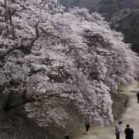 近江一　鮎河千本桜！！