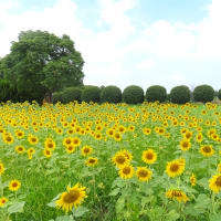 和泉リサイクル公園のひまわり　２０２５
