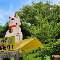 福山ばら祭り2024　St. ヴァレンタイン福山　白黒猫とバラ