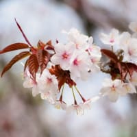 なりひら寺の桜