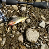 惨敗続きの釣行
