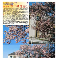 花巡り「梅－348」　幸手市　下川崎付近①